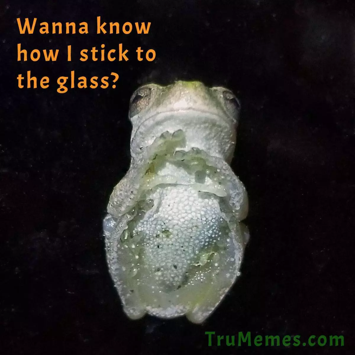 How do small frogs stick to the glass?